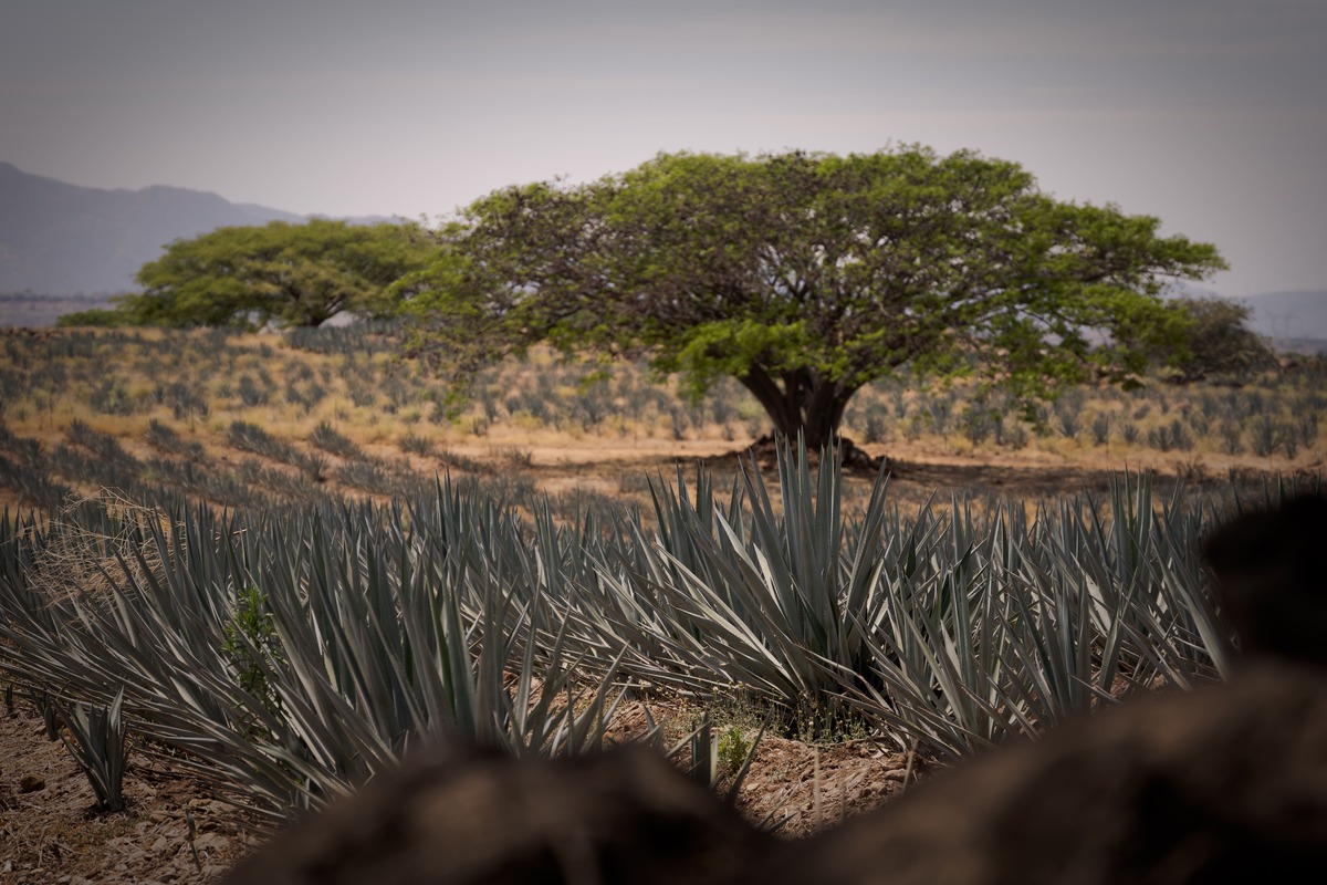 Agave